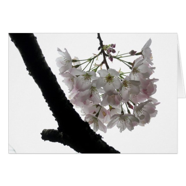 Frühlings-Blüten, Golden Gate Park (Vorderseite (Horizontal))