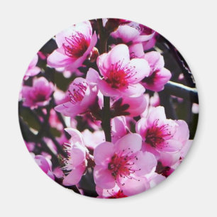 Frühlings-Blüten Magnet