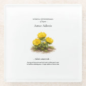 Frühlings-Ephemere Japans – Amur-Adonis Glasuntersetzer (Vorderseite)