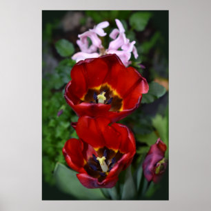 Frühlings Erwachen, Tulpen Poster