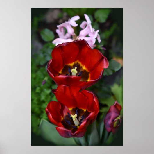 Frühlings Erwachen, Tulpen Poster (Vorne)