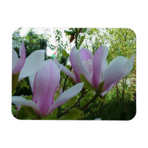 Frühlings-hell-lila-Magnolienblüten Magnet