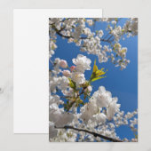 Frühlings-Kirschblüten Einladung (Vorne/Hinten)