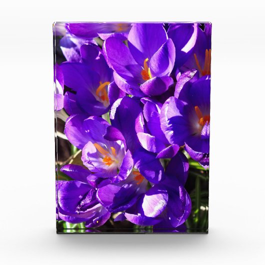 FRÜHLINGS-KROKUS FOTOBLOCK (Vorderseite)