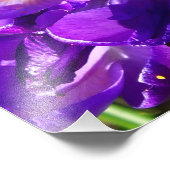 FRÜHLINGS-KROKUS FOTODRUCK (Ecke)