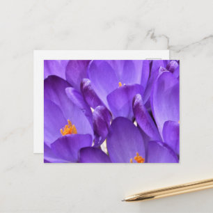 Frühlings-Krokus-Fotografie Postkarte