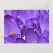 Frühlings-Krokus-Fotografie Postkarte (Vorderseite)