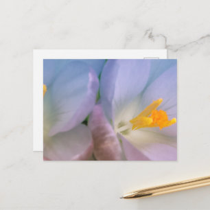 Frühlings-Krokus-Fotografie Postkarte