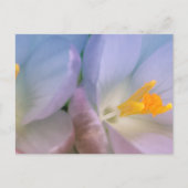 Frühlings-Krokus-Fotografie Postkarte (Vorderseite)
