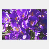 FRÜHLINGS-KROKUS GESCHENKPAPIER SET (Vorderseite 3)