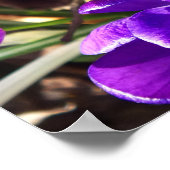 FRÜHLINGS-KROKUS POSTER (Ecke)