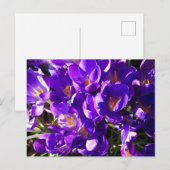 FRÜHLINGS-KROKUS POSTKARTE (Vorne/Hinten)