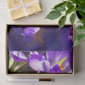 FRÜHLINGS-KROKUS SEIDENPAPIER (Geschenk)