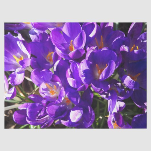 FRÜHLINGS-KROKUS SEIDENPAPIER (Vorderseite)