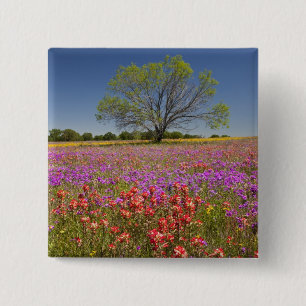 Frühlings-Mesquitebäume wachsen in Wildblumen, Button