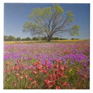 Frühlings-Mesquitebäume wachsen in Wildblumen, Fliese