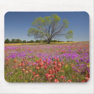 Frühlings-Mesquitebäume wachsen in Wildblumen, Mousepad