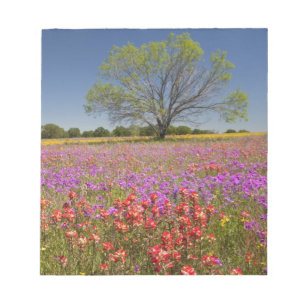 Frühlings-Mesquitebäume wachsen in Wildblumen, Notizblock