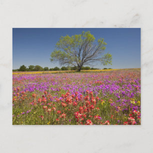 Frühlings-Mesquitebäume wachsen in Wildblumen, Postkarte