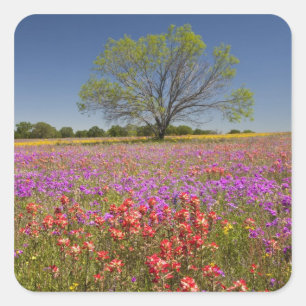 Frühlings-Mesquitebäume wachsen in Wildblumen, Quadratischer Aufkleber