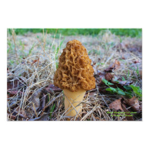 Frühlings-Morchel-Pilz-Foto Fotodruck