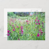 Frühlings-Platterbsen Postkarte (Vorne/Hinten)