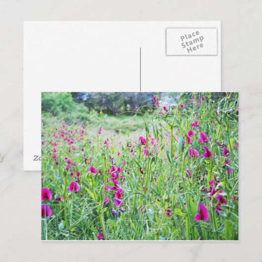 Frühlings-Platterbsen Postkarte (Vorne/Hinten)