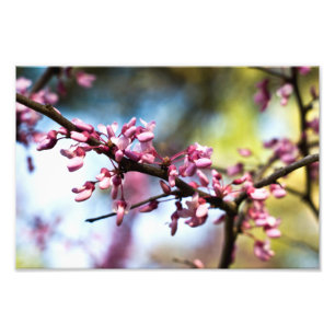 Frühlings-Rhapsodie Fotodruck