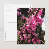 Frühlings-Rosa-Blume Postkarte (Vorne/Hinten)