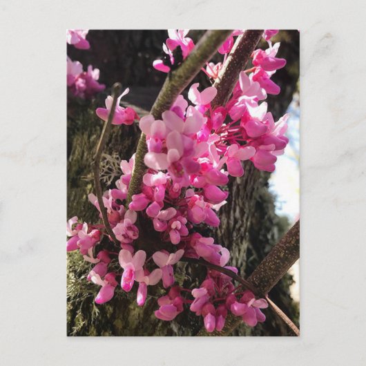Frühlings-Rosa-Blume Postkarte (Vorderseite)