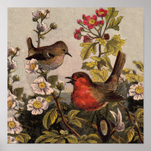Frühlings-Rotkehlchen-Vögel Rot Vogelbeobachtung Poster