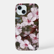 Frühlings-Sakura