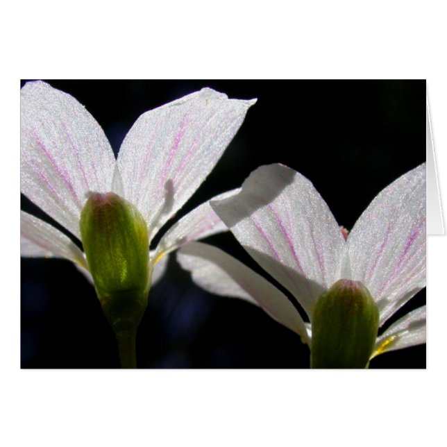 Frühlings-Schönheiten: Es gibt eine Blume… (Vorderseite (Horizontal))