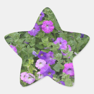 Frühlings-Sommer-Blumen-Lila-Petunien-Blumen-Dekor Stern-Aufkleber