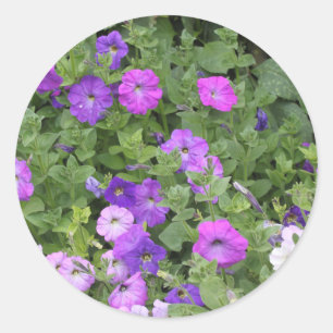 Frühlings-Sommer-Blumenlila Petunien-Blumen-Dekor Runder Aufkleber