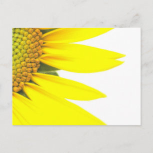 Frühlings-Sonnenblumen Postkarte
