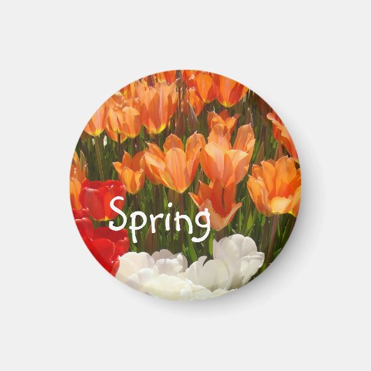 Frühlings-Tulpe-Blumenmagneten Orangen-Tulpen Magnet (Vorne)