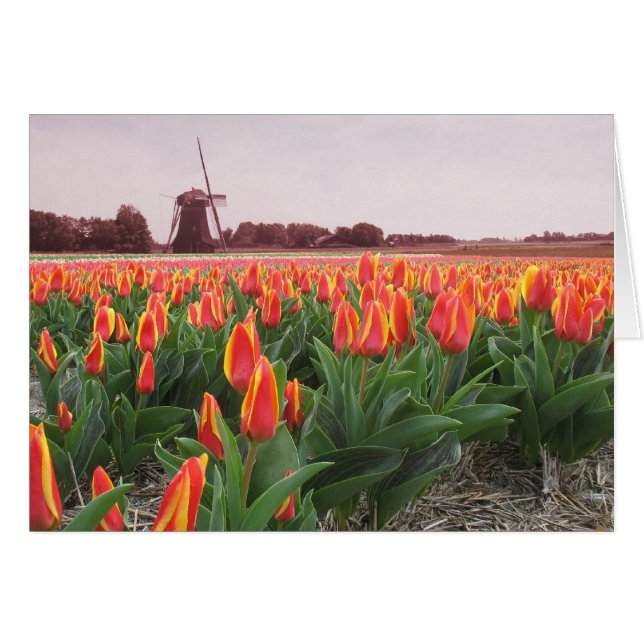 Frühlings-Tulpe-Zeit-Blumen-Feld und Windmühle (Vorderseite (Horizontal))