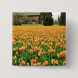 Frühlings-Tulpen blühen vor einer alten Scheune. Button