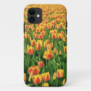 Frühlings-Tulpen blühen vor einer alten Scheune. iPhone 11 Hülle