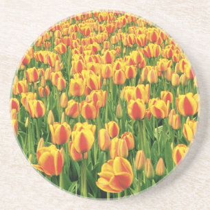 Frühlings-Tulpen blühen vor einer alten Scheune. Getränkeuntersetzer