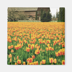 Frühlings-Tulpen blühen vor einer alten Scheune. Magnet