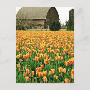 Frühlings-Tulpen blühen vor einer alten Scheune. Postkarte