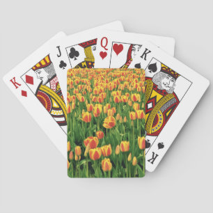 Frühlings-Tulpen blühen vor einer alten Scheune. Spielkarten