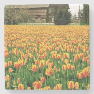 Frühlings-Tulpen blühen vor einer alten Scheune. Steinuntersetzer