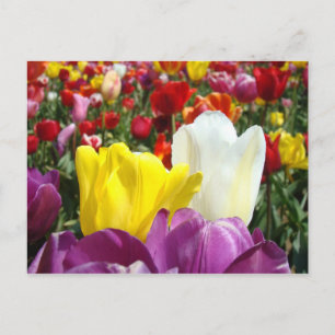 FRÜHLINGS-Tulpen-Blumen Postkarten Bunt Text Hinzu