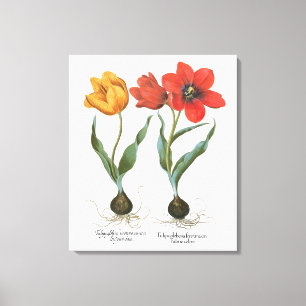 Frühlings-Tulpen-Blumen von Basilius Besler Leinwanddruck