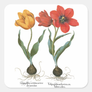 Frühlings-Tulpen-Blumen von Basilius Besler Quadratischer Aufkleber