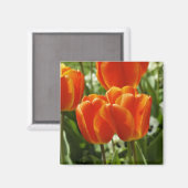 Frühlings-Tulpen-Garten Magnet (Vorderseite/Rückseite)
