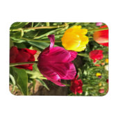 Frühlings-Tulpen, Oregon Magnet (Horizontal)